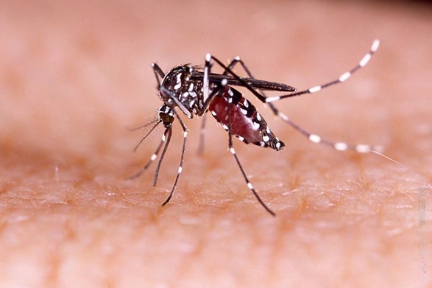 Sốt xuất huyết có tắm được không do muỗi Aedes aegypti gây ra
